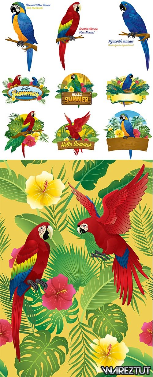 Parrots - vector clipart