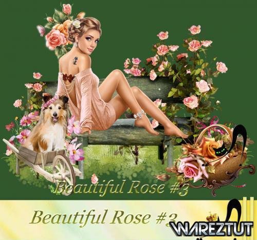 Beautiful Rose #3 (PNG)