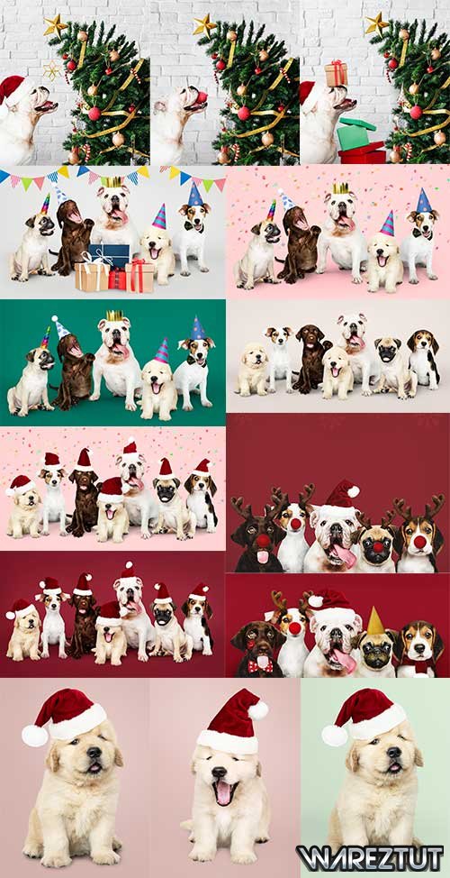 Dogs in Christmas hats