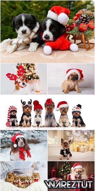 Cute dogs in santa hat set stock photo (JPG)