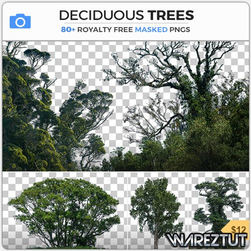 PHOTOBASH - DECIDUOUS TREES (PNG)