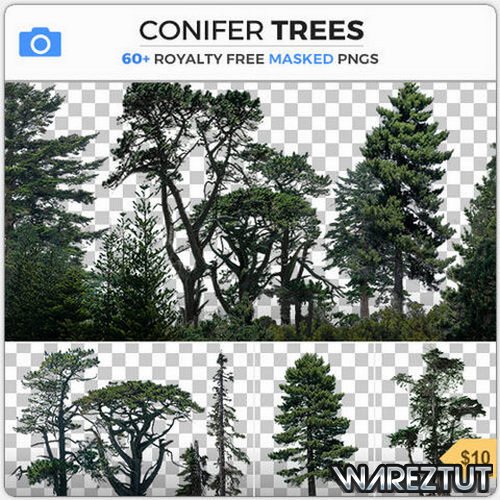 PHOTOBASH - CONIFER TREES