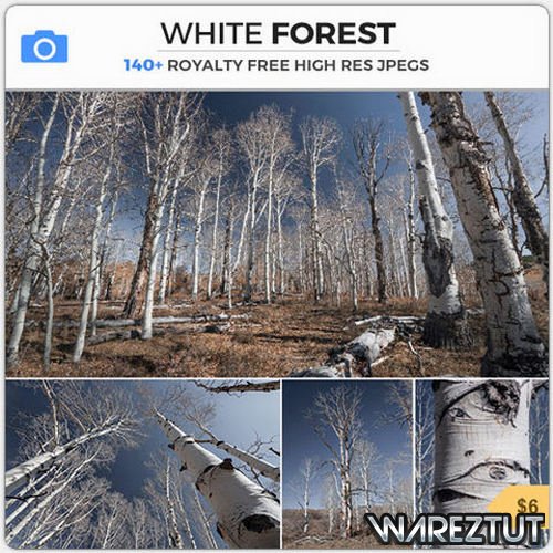 PHOTOBASH - WHITE FOREST