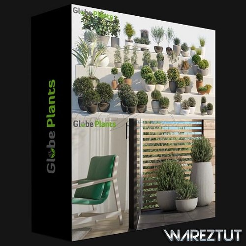 Globe Plants - Decorative Pot Plants